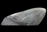 Fossil Megalodon Tooth Paper Weight #130861-1